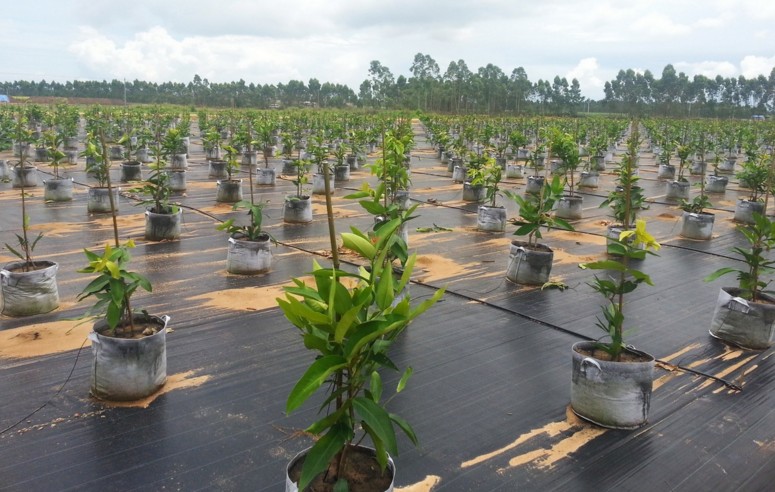 防草布、除草布