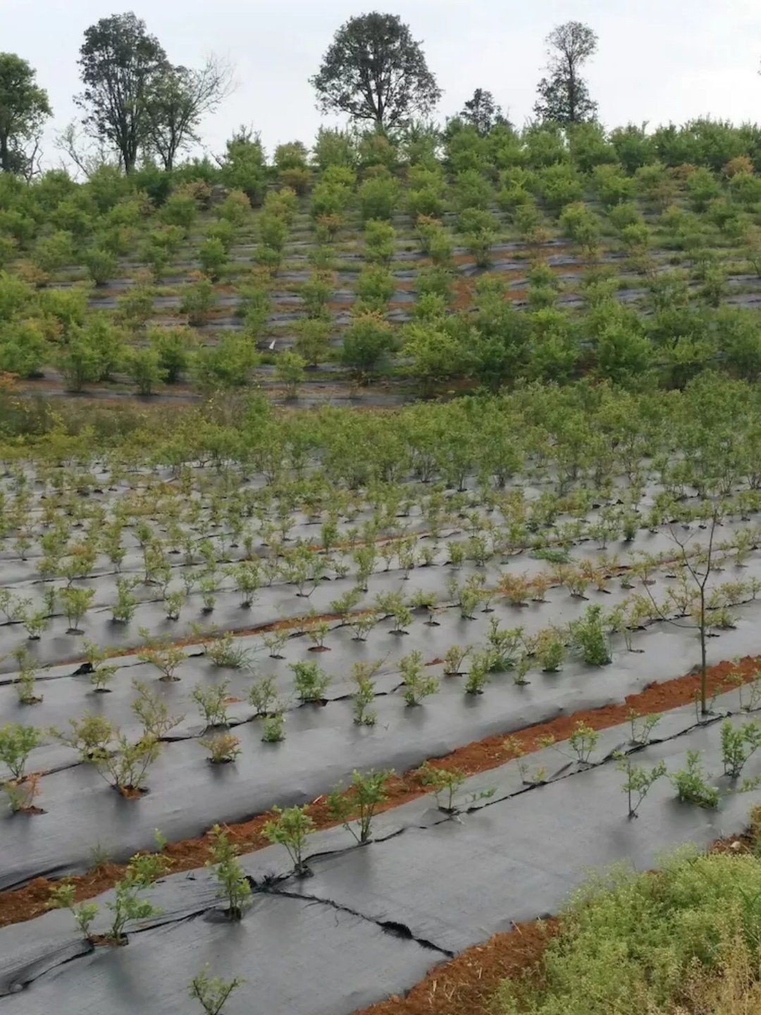 防草布、除草布